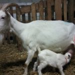 Maman chèvre et son petit