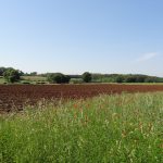 Champ et coquelicot jolis...