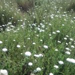 Champ de fleurs