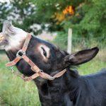 clochette : Ah !Ah !  J'rigole !