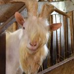 Ferdinand The Rocker !