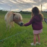 Donner à manger aux poneys