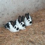 Les lapins