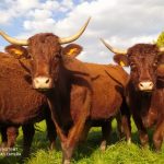 Nos vaches de race Salers