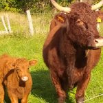 la vache et son veau