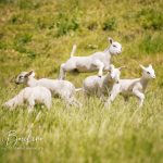 On joue à saut mouton ?