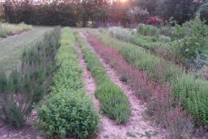 Découverte des plantes