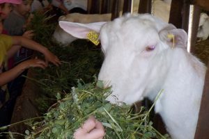 Donner à manger aux chèvres