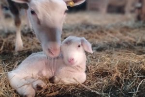 Maman brebis et son agneau