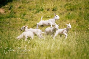 On joue à saut mouton ?