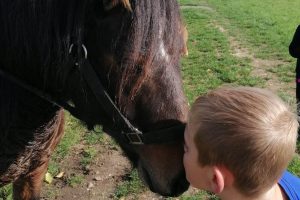 Les poneys de la Durme (1)