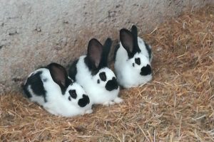 Les lapins