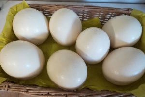 Hum ! Une omelettes géantes