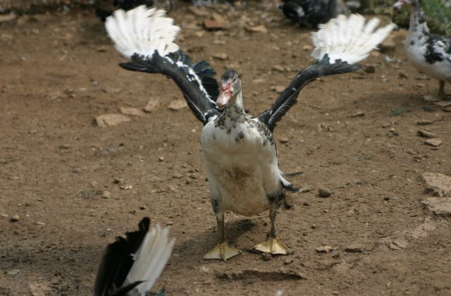 Le canard vole