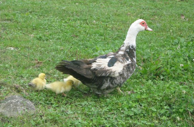 la famille volailles