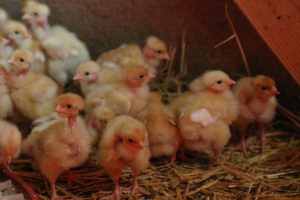 Ils sont nés les poussins