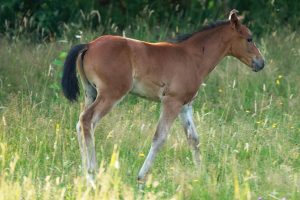 poulain prairie