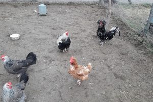 poules-coq