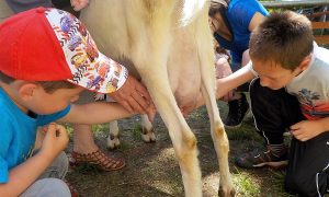 traire … deux comme les cabris pour comprendre pourquoi le chŠvre produitt du lait