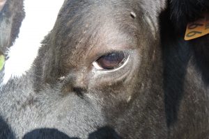 vache vue de près